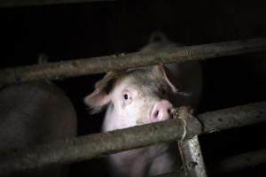 Animais na casa de hóspedes ou nos arredores