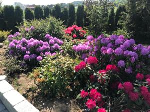 un jardín lleno de flores púrpuras y rosas en Ny gårdsleilighet i Nevlunghavn, en Larvik