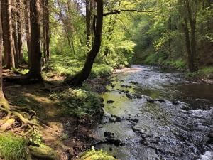 un arroyo en una zona boscosa con un río en Ardennes villa with riverside garden and views en Atzerath