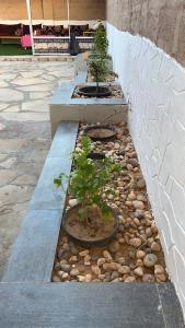 two potted trees sitting on a stone pathway at استراحات يمك دروبي in Madain Saleh