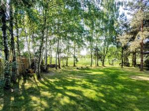 un patio sombreado con árboles y césped verde en DOM LAS 2-natura, relaks, jacuzzi, akwen Jeziorsko en Kolonia Strachocice