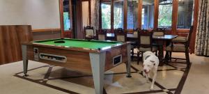 a dog standing in front of a pool table at Chantilly Resort in Zinkwazi Beach