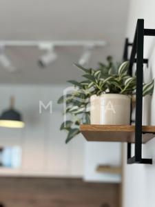 a plant sitting on a shelf in a kitchen at Essential 516 in Durrës