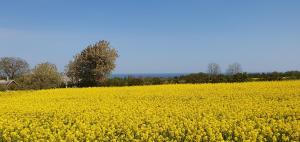 a yellow rapeseed field with a blue sky in the background at Gårdshuset i Simrishamn in Simrishamn