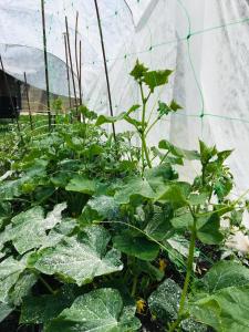 un invernadero lleno de plantas verdes en Стаи за гости Димитрови en Burgas