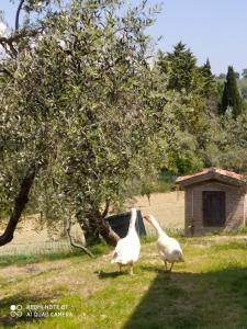 dos pájaros blancos parados en la hierba bajo un árbol en Azienda Agrituristica Il Moraiolo, en Foligno