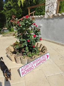 un chien debout à côté d'une plante en pot avec un panneau dans l'établissement Agriturismo Rosso Lampone, à Cerreto Laziale