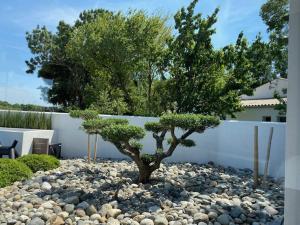 un arbre au milieu d'un tas de rochers dans l'établissement Villa contemporaine La Rochelle, à La Genilliere