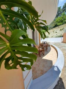 a large green plant sitting on a patio at Dafni studios no8 in Parga
