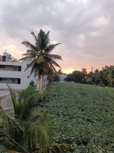 a palm tree in front of a large field of water at Citrus Home in Bengaluru