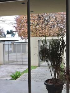 une plante en pot dans un pot assis sur un patio dans l'établissement La Casita Amaia, à Yerba Buena