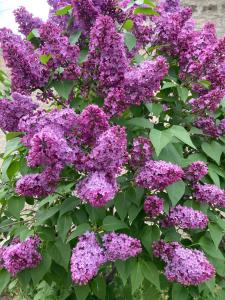 塞萬的住宿－EDEM SEVAN，灌木丛上的一束紫色花