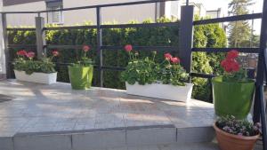 three potted plants sitting on a patio at Tanagra- POKOI in Poznań