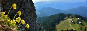 a bunch of yellow flowers on the side of a mountain at Ski- und Wanderparadies Brunnalm - Hohe Veitsch 