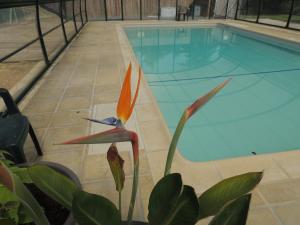 een bloem voor een zwembad bij CHALET ATYPIQUE KOTA NOAH location en gîte salle d'eau privative à 20m in Chazemais