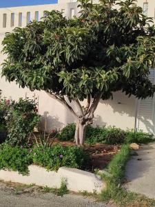 un árbol frente a un edificio con flores en Kassandra Garden Residence, en Istron