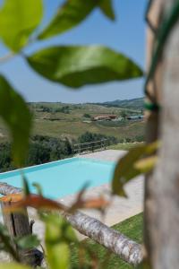 a view of a swimming pool through a tree at Agriturismo Camponovo in Brisighella