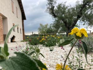 un jardín con flores amarillas frente a un edificio en Agriturismo Camponovo, en Brisighella