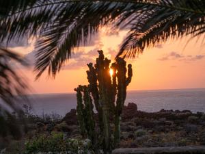 een palmboom en een cactus met de zonsondergang op de achtergrond bij Finca Afortunada in Las Puntas