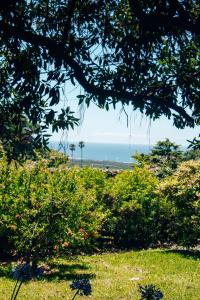 una vista del océano desde detrás de algunos arbustos en Just Like Home Casa do Castanheiro en Afife