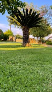 uma palmeira no meio de um campo de relva em Mama’s Sunshine Garden Villa em Áyios Ilías