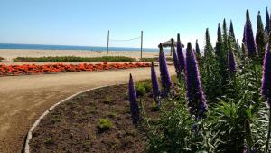 a garden with purple flowers on the side of a road at A Pasos de la Playa in Papudo