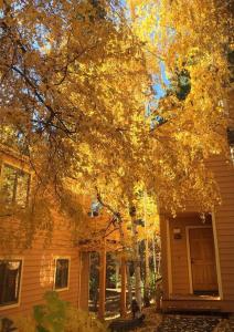 un arbre à feuilles jaunes devant une maison dans l'établissement 3-bedroom Condo near Lake,Hyatt,Diamond Peak, à Incline Village