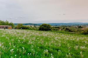 um campo de flores brancas num campo verde em Domki na Górniej Łące - Domek Słowik em Łazany