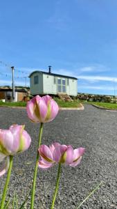 a group of pink flowers in front of a house at The Stone Wall Hideaway in Portglenone