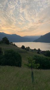 un árbol en un campo junto a un cuerpo de agua en Hotel Rössli, en Oberried