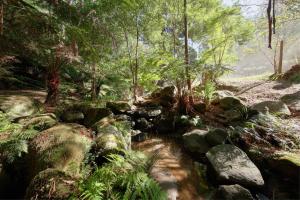 a stream in a forest with rocks and trees at Ancient Future style at Warby Sabi in Warburton