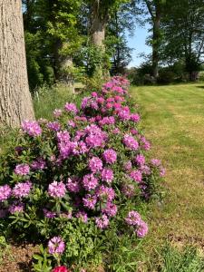 a bush of pink flowers next to a tree at Haus Wald und Wiese Wohnung Wald in Ehndorf