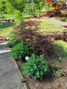 a group of plants in a garden next to a sidewalk at Haus Wald und Wiese Wohnung Wald in Ehndorf