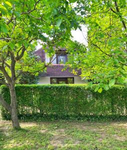 a hedge fence in front of a house at Rapszódia Ház - 8person, garden in Alsóörs