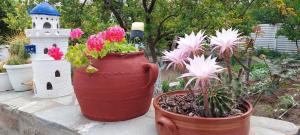 a red vase with flowers in a garden at Margarita Studios in Parikia