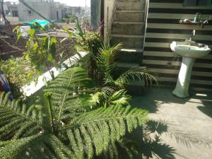 ogród ze zlewem i roślinami obok domu w obiekcie ASHIANA HOME STAY w mieście Dżammu