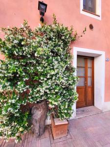 a large tree in front of a building with a door at Jasmine in Nocchi