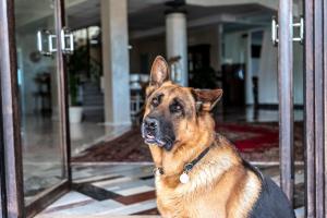 a dog is sitting in front of a door at Fantinello Hotel in Caorle
