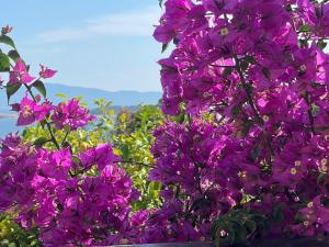 a bunch of purple flowers in a garden at Viva Properties in Ouranoupoli