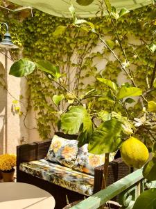 eine Bank mit einem Zitronenbaum vor einer Wand in der Unterkunft Charmant logement provençal avec piscine à deux pas du village médieval in Seillans