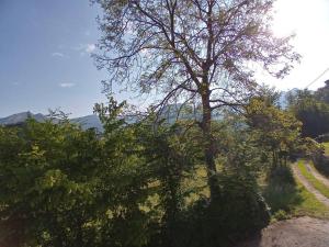 uma árvore no lado de uma estrada de terra em Ai Grilli - Ospitalità e natura em Casto