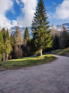 un árbol sentado en medio de un estacionamiento en Falcade Dolomiti La Quiete piano terra, en Fregona