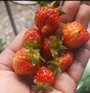 a person holding a group of strawberries in their hand at Greenery Homestay in Darjeeling