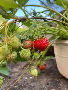 a bunch of strawberries hanging from a plant at Landhaus mit Pool in Burgthann