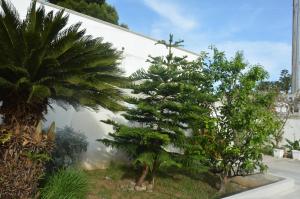 two trees in a yard next to a wall at Depan Dance in Gallipoli