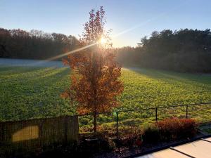 uma árvore num campo com o sol a brilhar sobre ela em Het Veldhuis em As