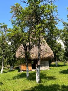 a hut with a thatched roof and two trees at Agropensiunea Colev in Stremţ