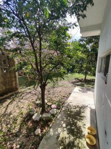 uma árvore sentada ao lado de um passeio ao lado de uma casa em Casa Giron em Cancún