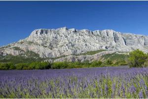 einen Berg vor einem Feld lila Blumen in der Unterkunft Charmant Studio Aix en Provence avec parking gratuit in Aix-en-Provence