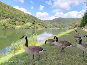 een groep ganzen die naast een rivier staan bij B.B.Home in Revin +4 foto's